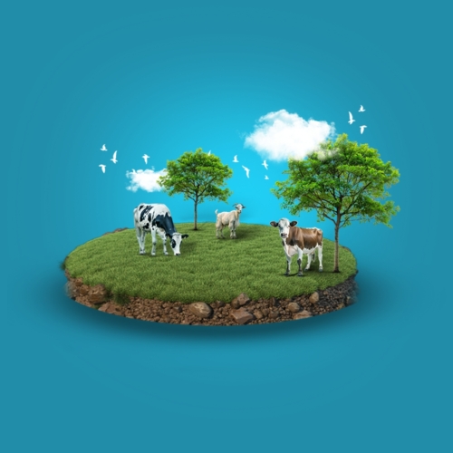 الأضحية – افغانستان